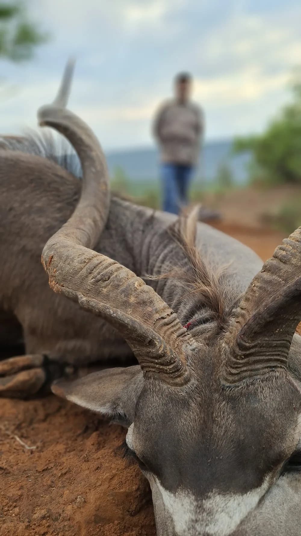 Close-up of a harvested antelope's spiral horns