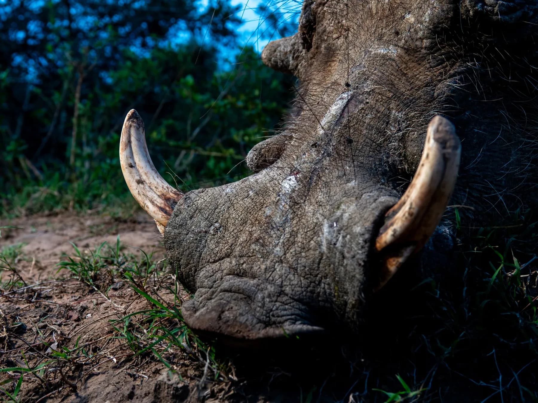 Close-up of a harvested warthog with both tusks visible