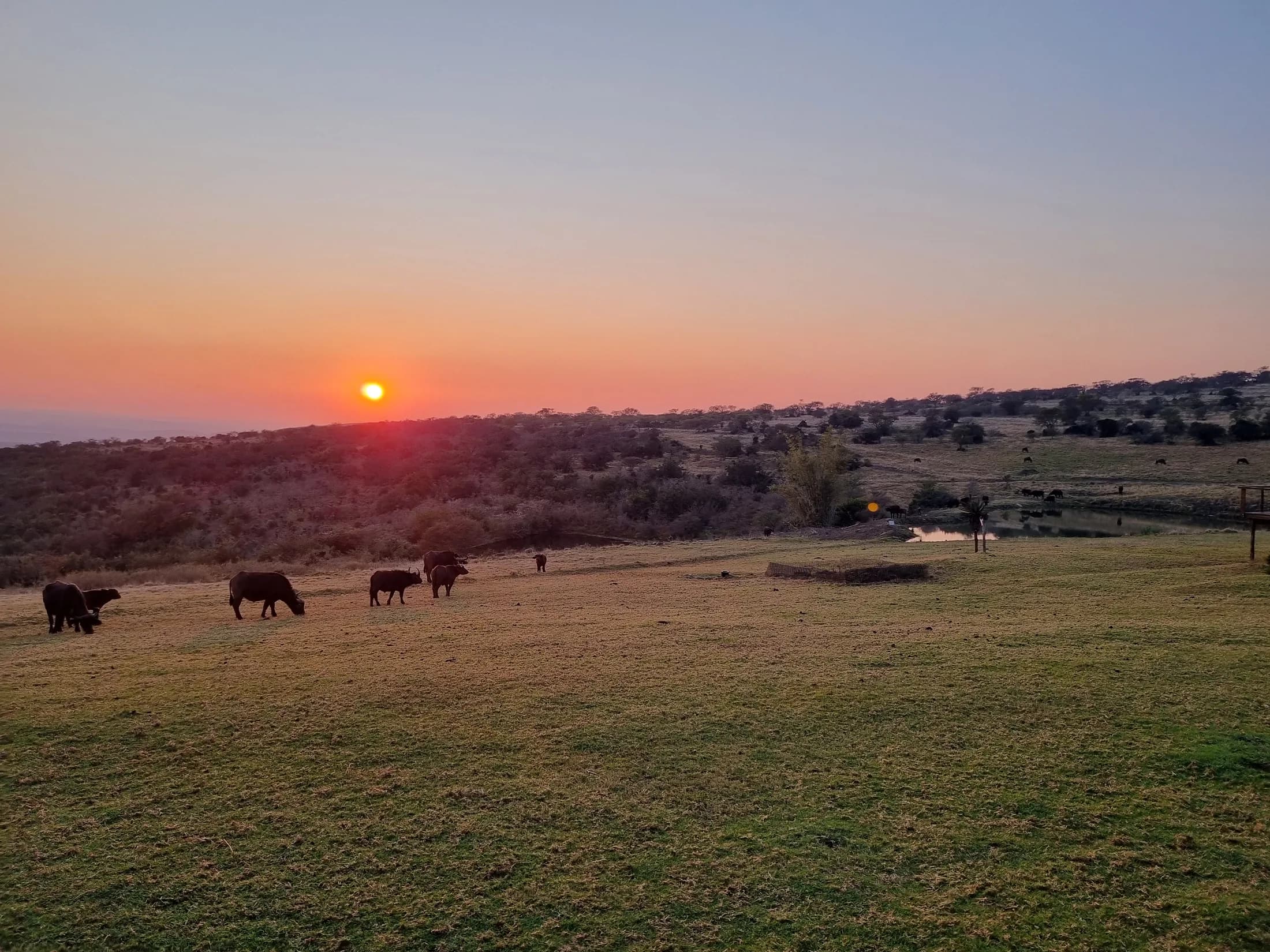 Animals grazing beneath a low orange sun