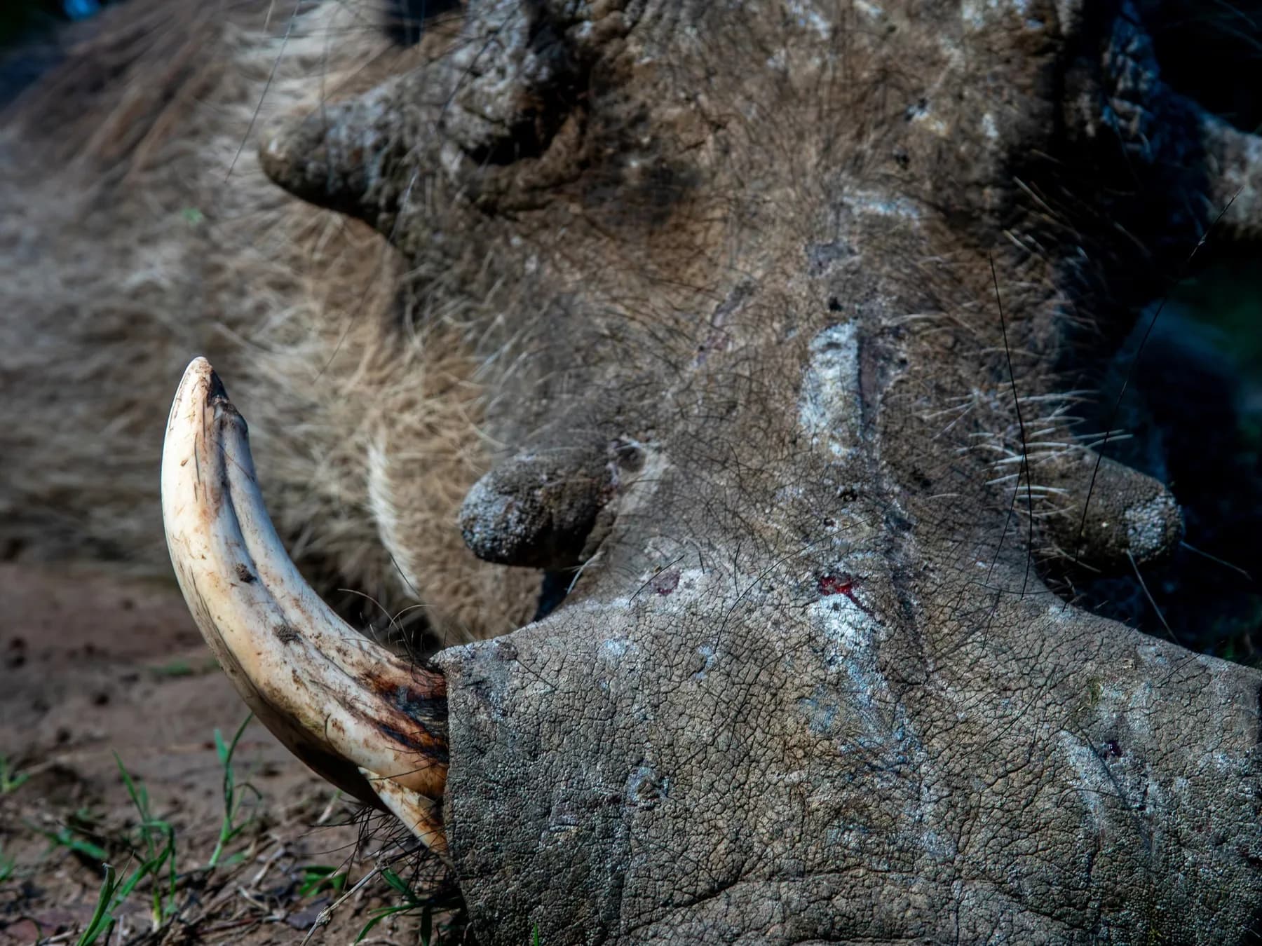 Detail of a harvested warthog's head and curved tusk