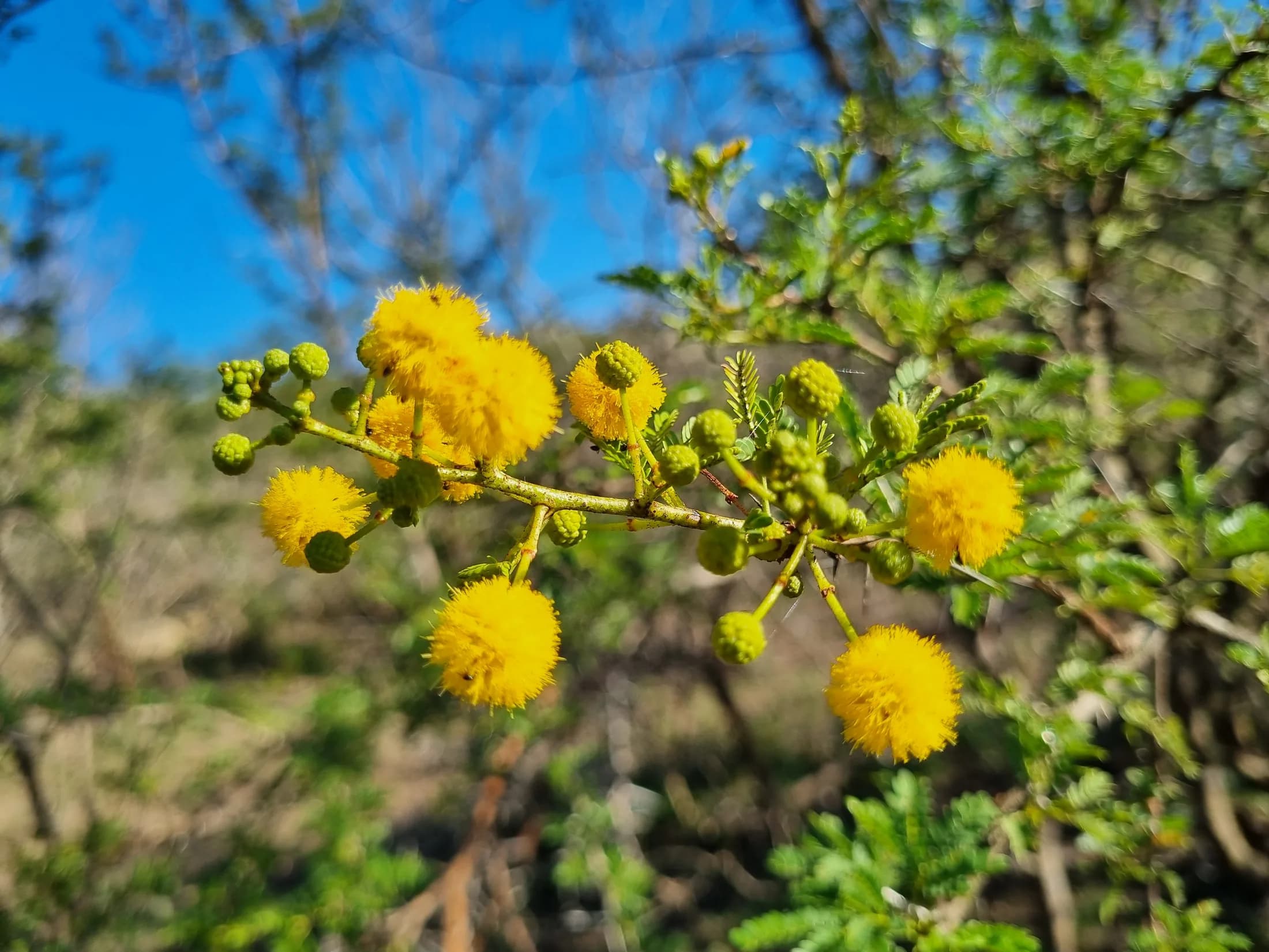 Yellow blossoms among green leaves