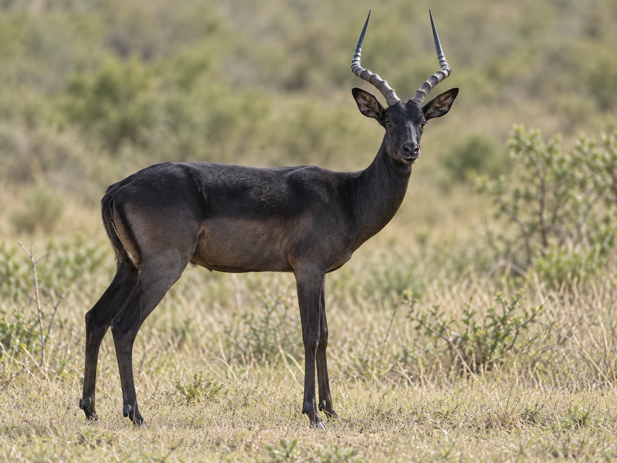 AI-generated image of a black impala standing in South African grassland