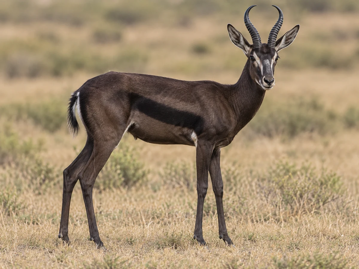 AI-generated image of a black springbok standing in South African grassland