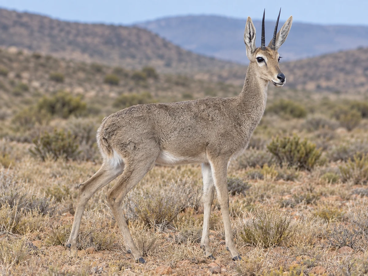 AI-generated image of a Vaal rhebok standing in South African grassland