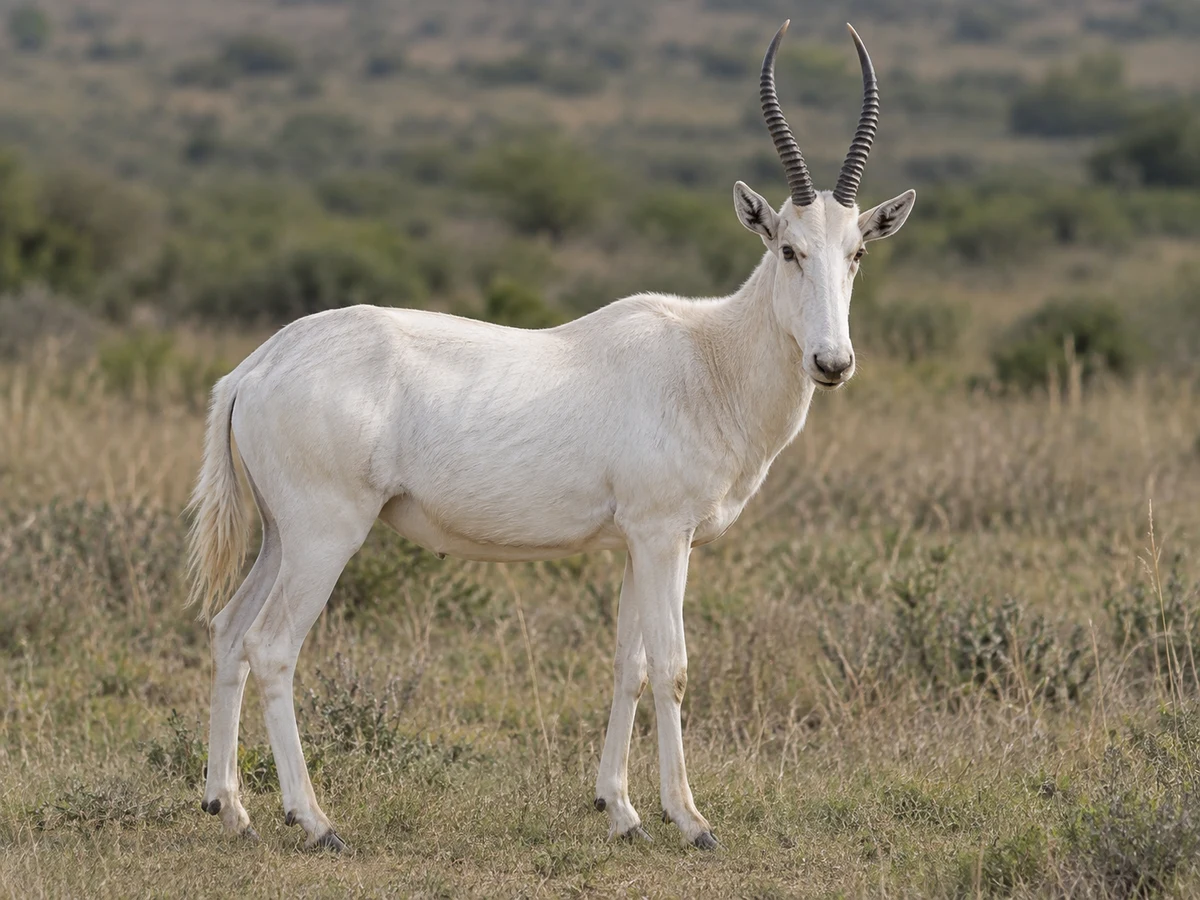 AI-generated image of a white blesbok standing in South African grassland