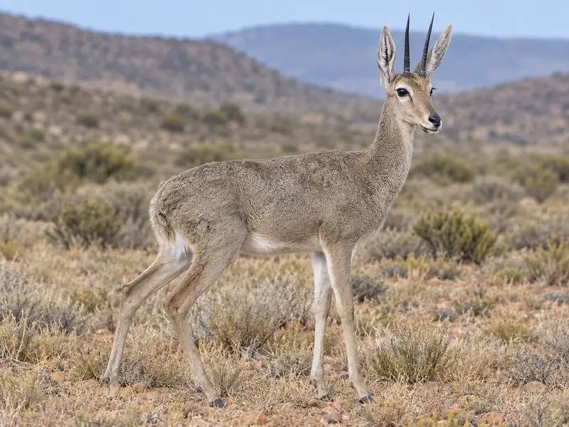AI-generated image of a Vaal rhebok standing in South African grassland