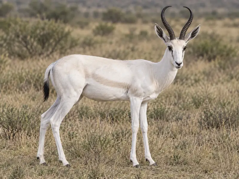 AI-generated image of a white springbok standing in South African grassland