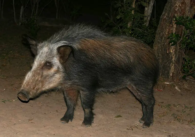 Photograph of Bushpig