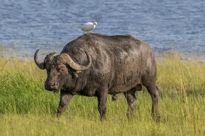 Photograph of Buffalo Bull, Cape