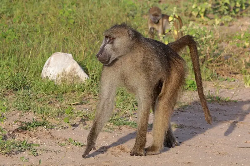Photograph of Baboon