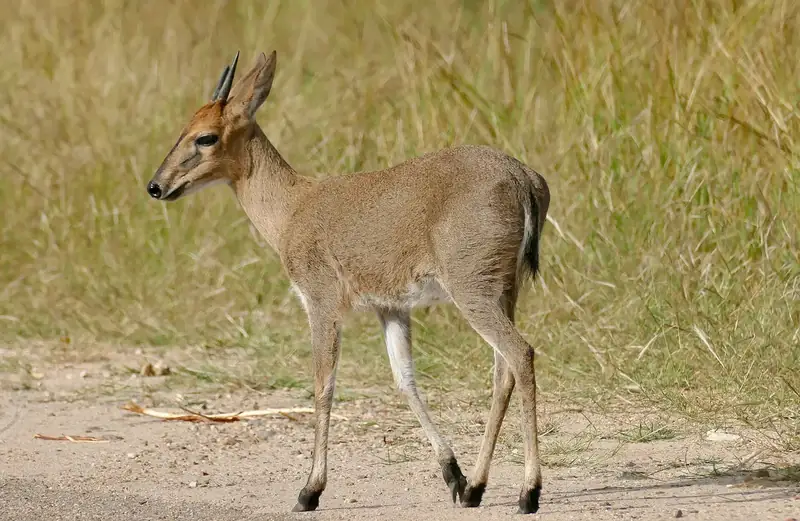 Photograph of Duiker, Grey
