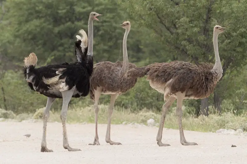 Photograph of Ostrich