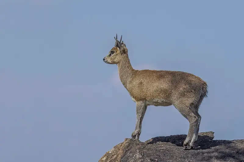 Photograph of Klipspringer