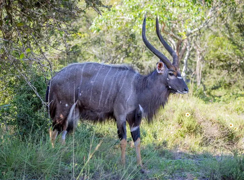 Photograph of Nyala