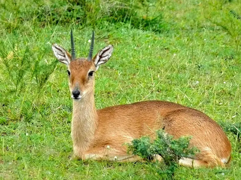 Photograph of Oribi