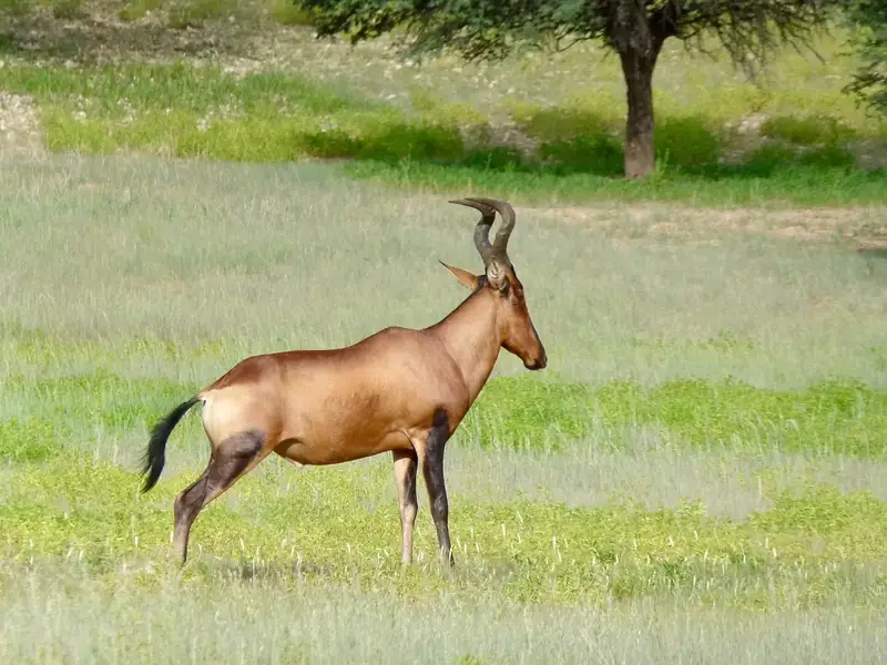 Photograph of Hartbeest, Red