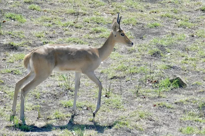 Photograph of Reedbuck, Common
