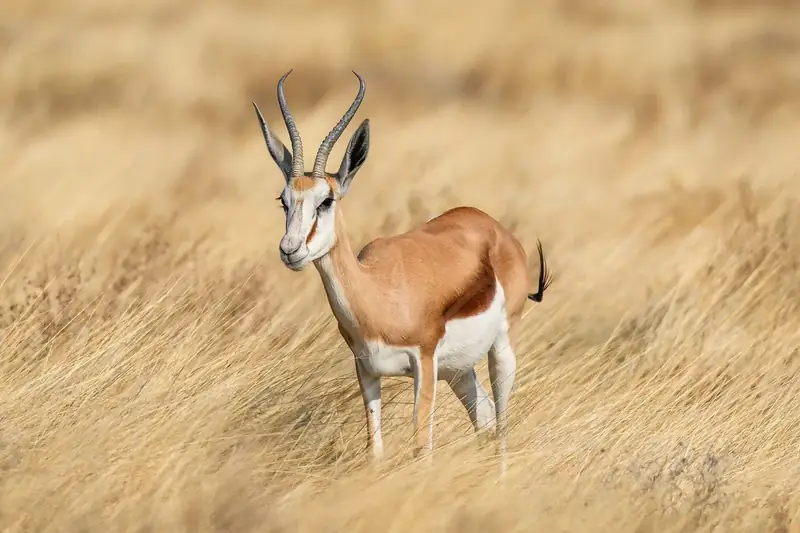 Photograph of Springbuck, Common