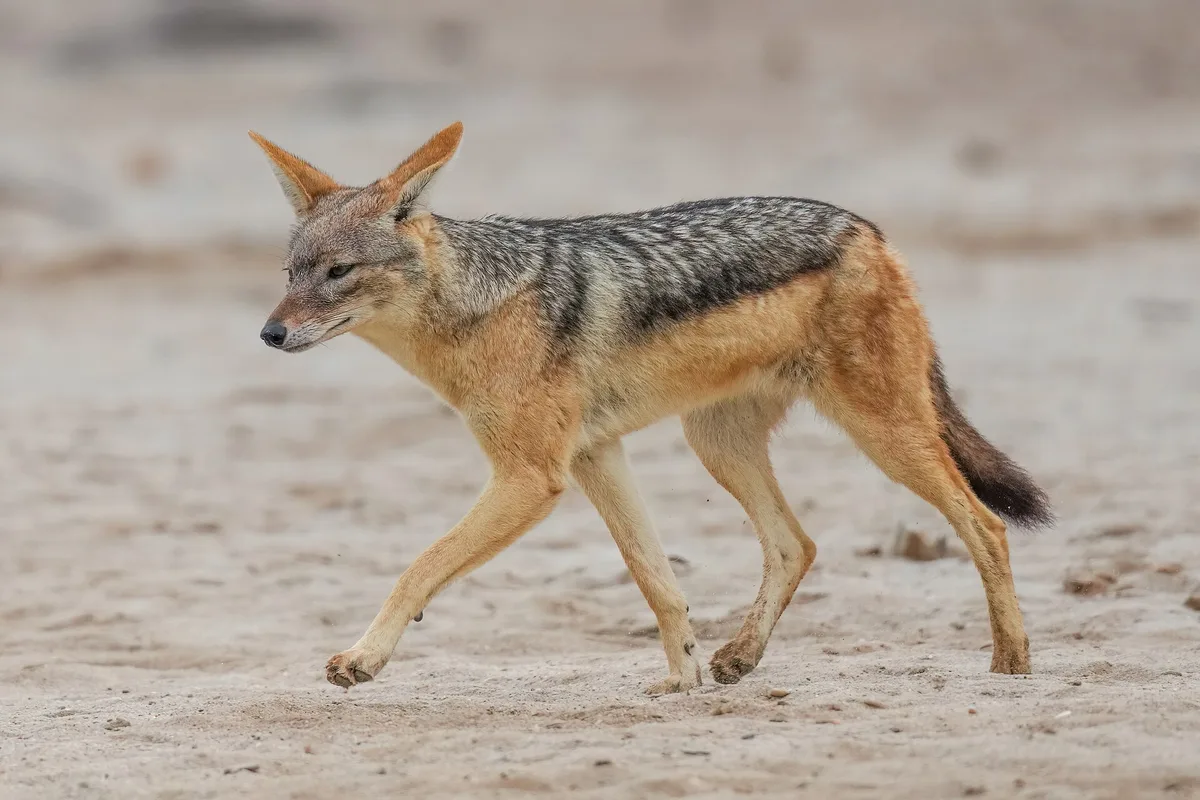 Photograph of Jackal