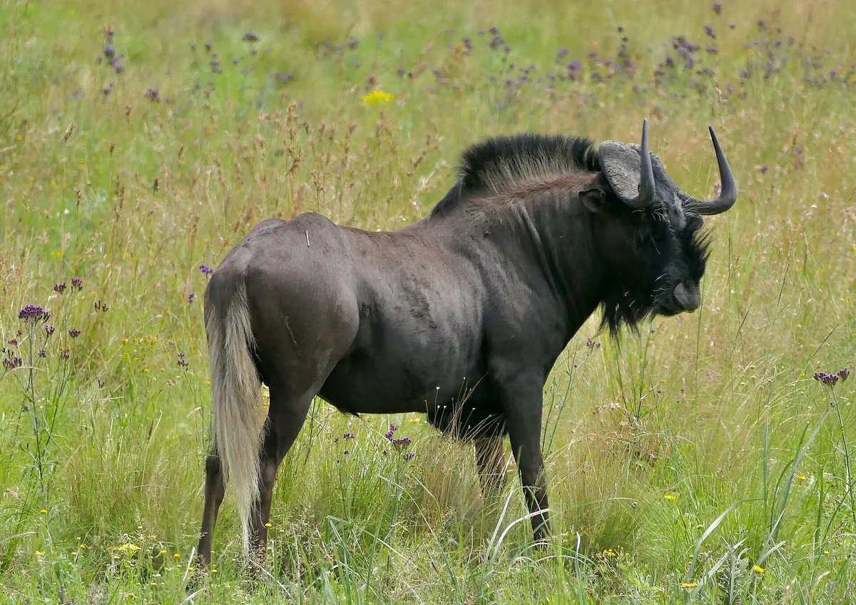 Photograph of Wildebeest, Black