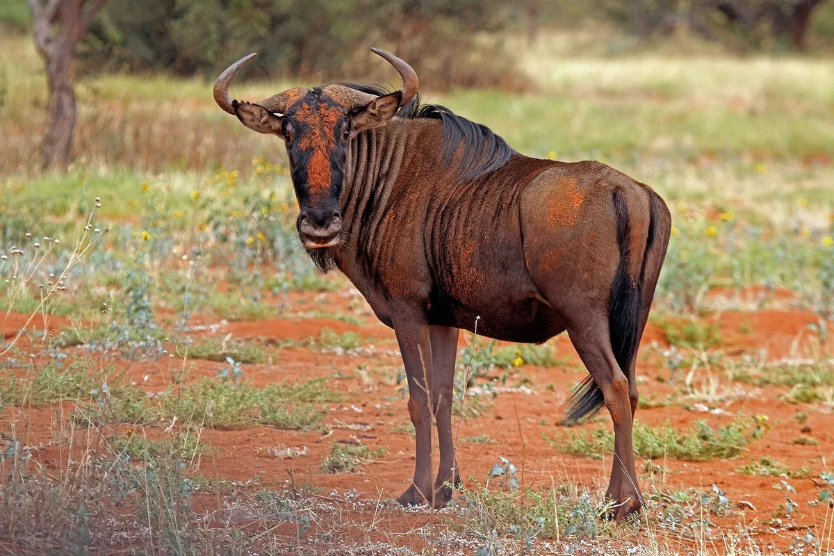 Photograph of Wildebeest, Blue