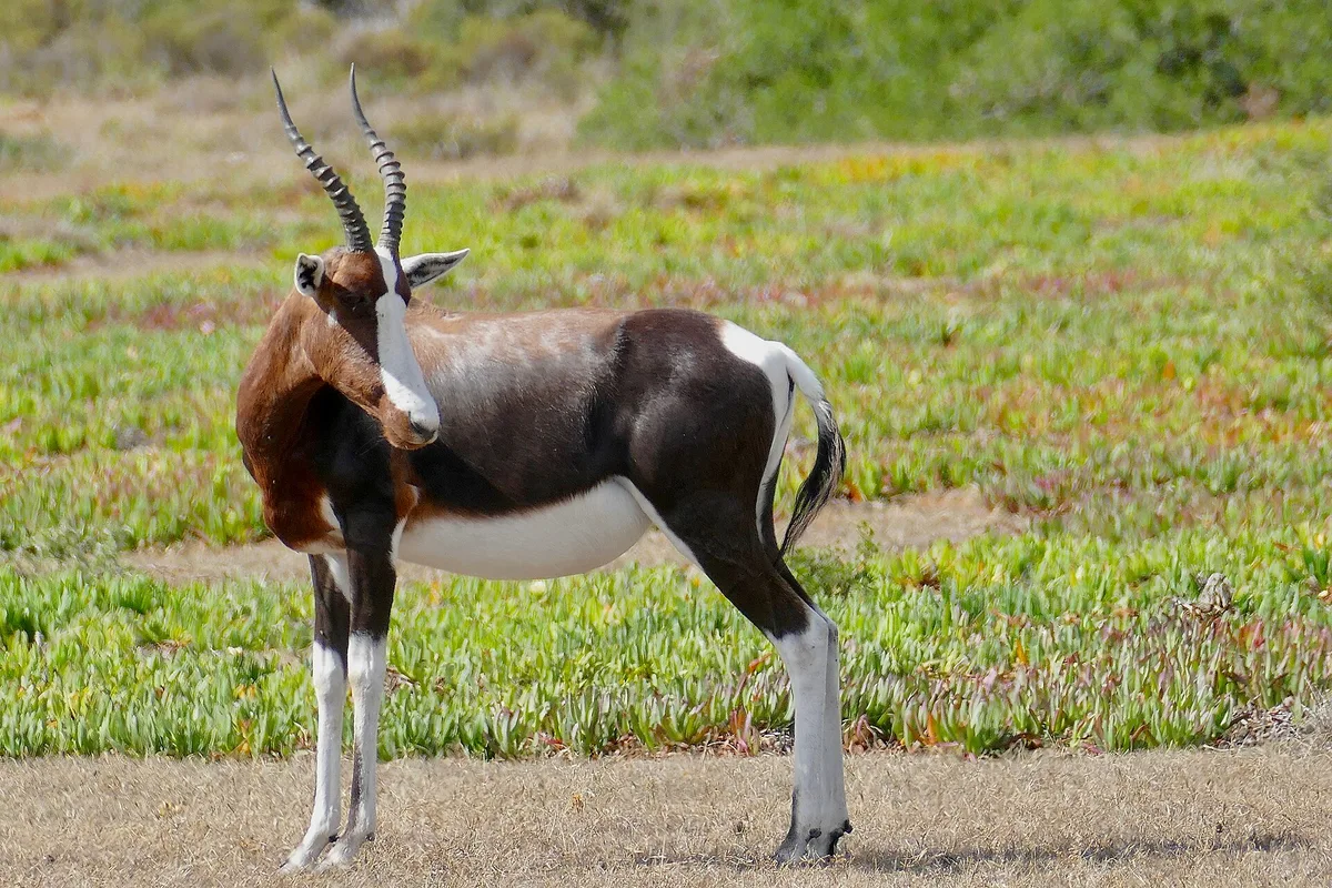 Photograph of Bontebok