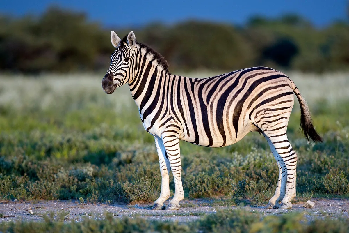 Photograph of Zebra, Burchell’s
