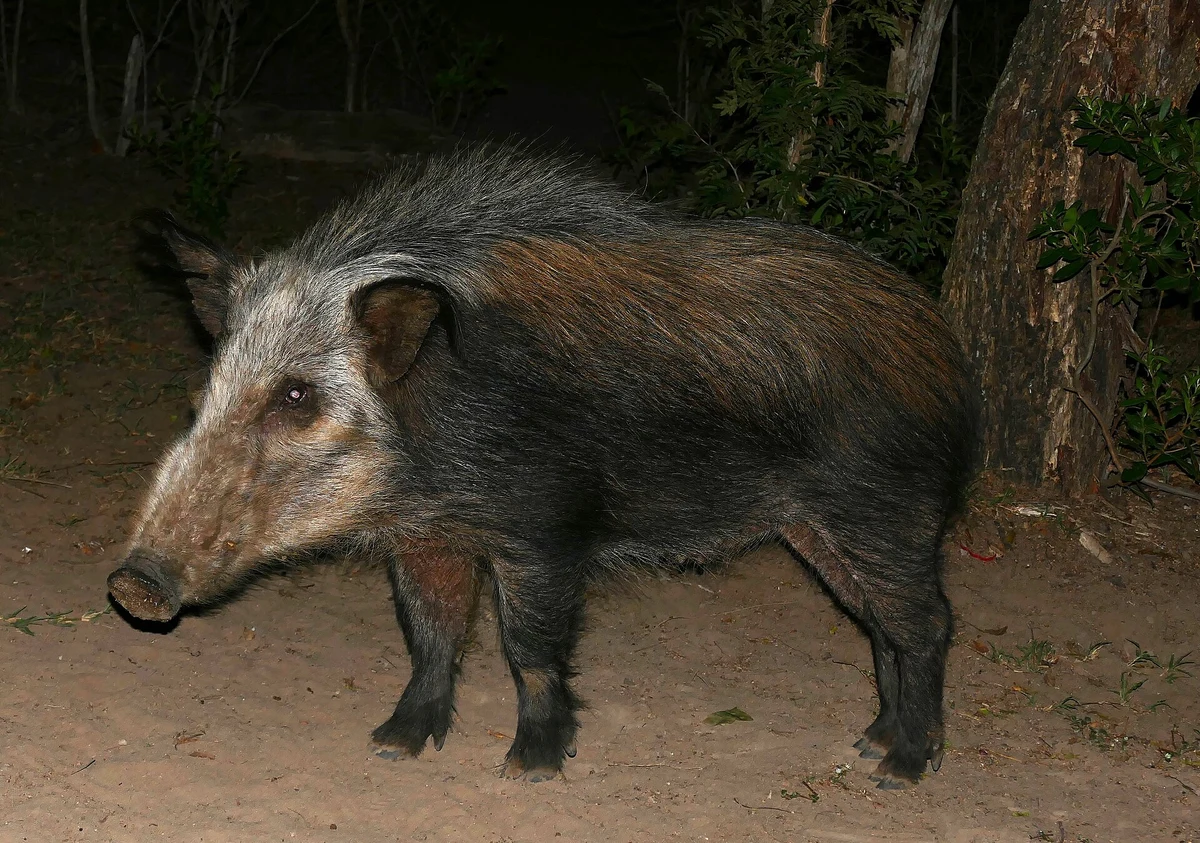 Photograph of Bushpig
