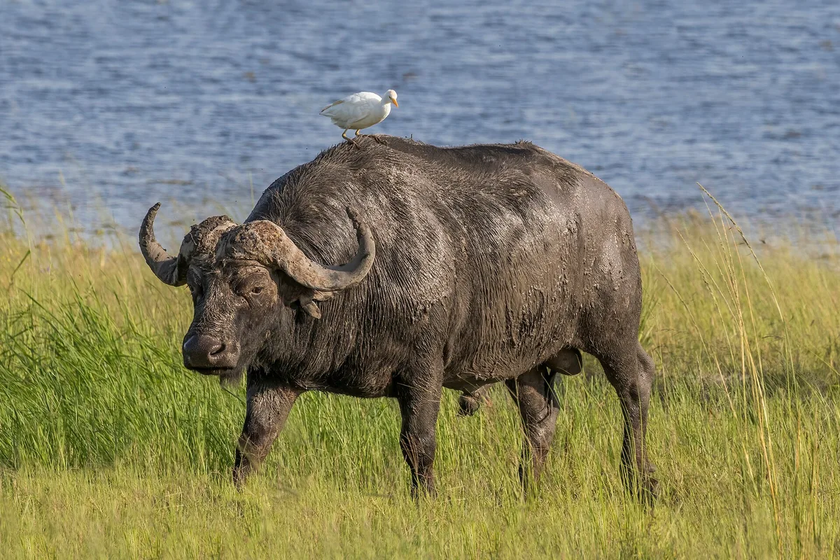 Photograph of Buffalo Bull, Cape