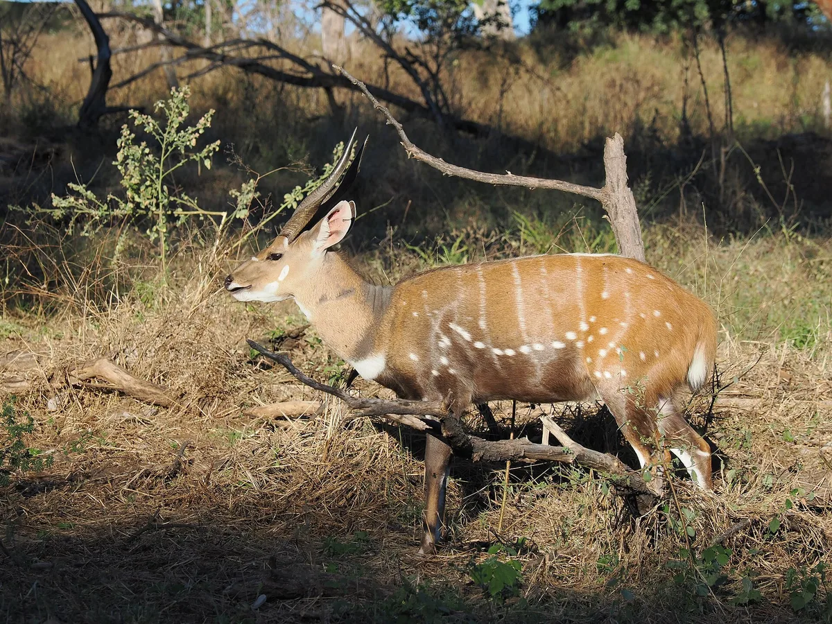 Photograph of Bushbuck, Cape