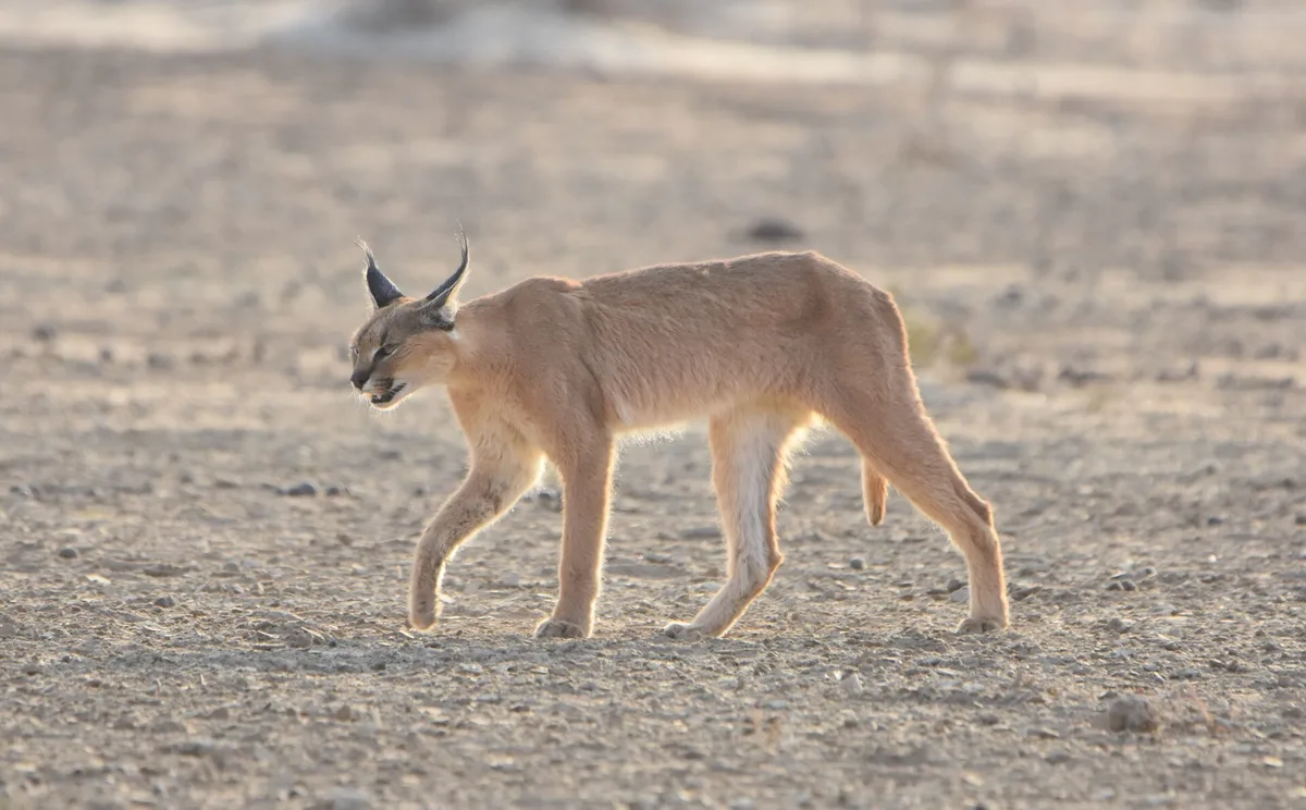 Photograph of Caracal / Lynx