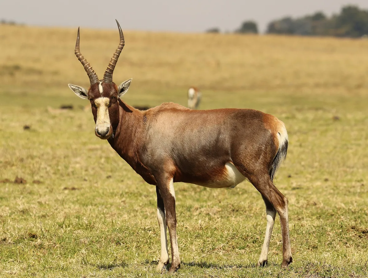 Photograph of Blesbuck, Common