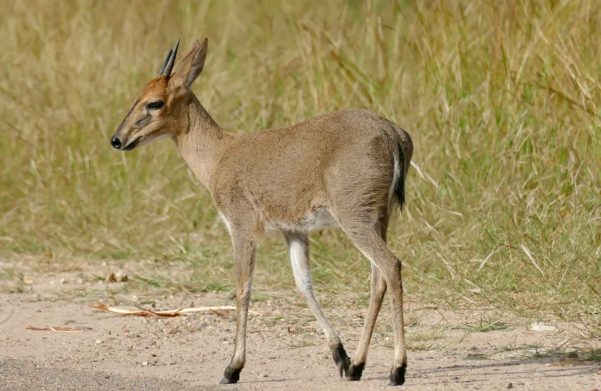 Photograph of Duiker, Grey