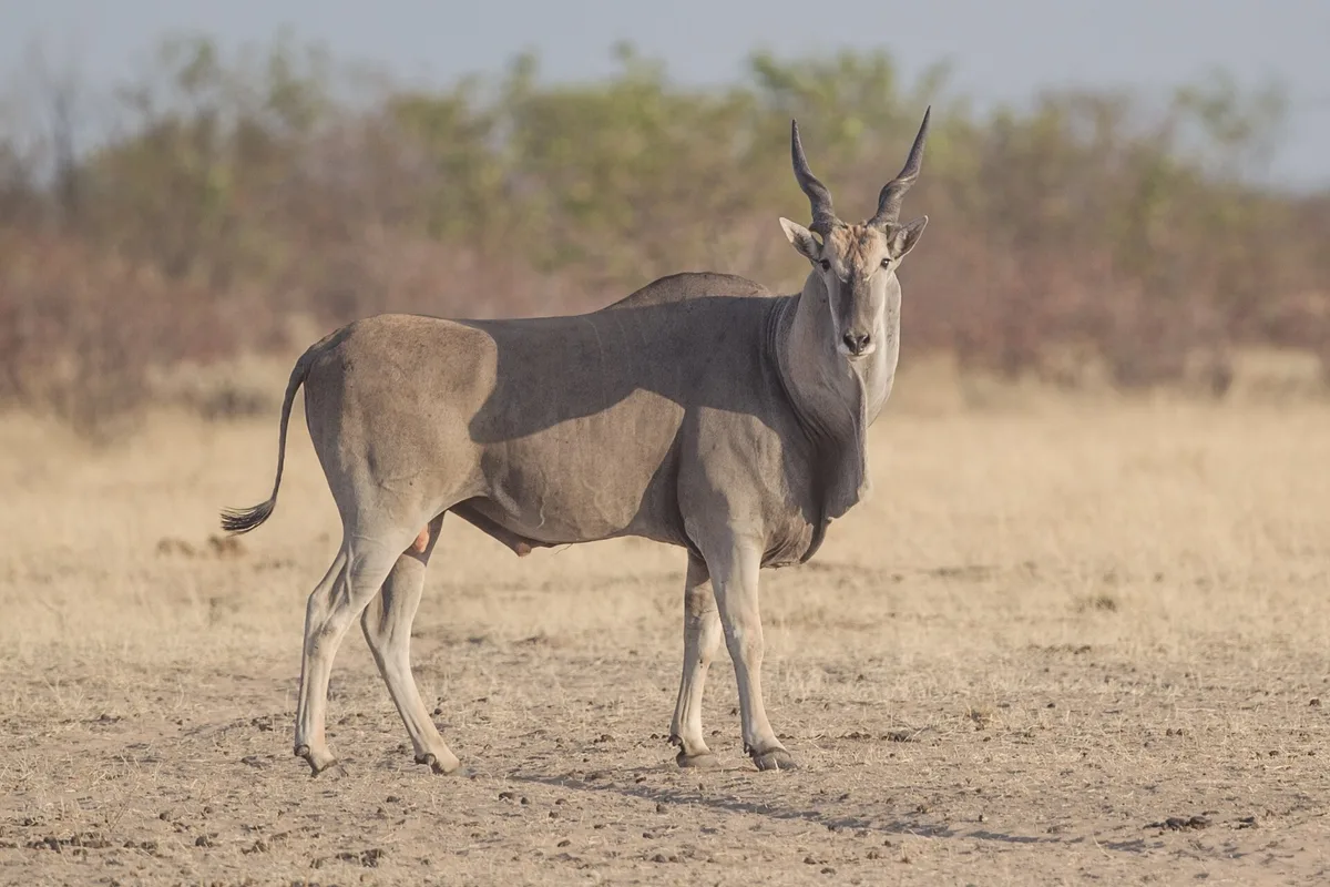 Photograph of Eland, Cape