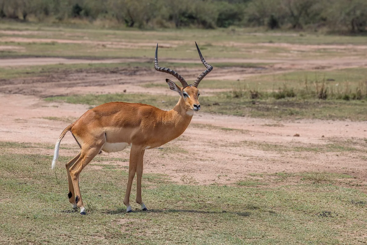 Photograph of Impala, Common