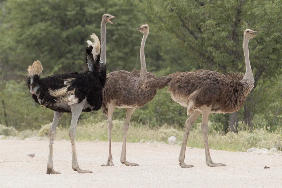 Photograph of Ostrich