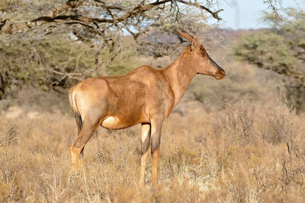 Photograph of Tsessebe