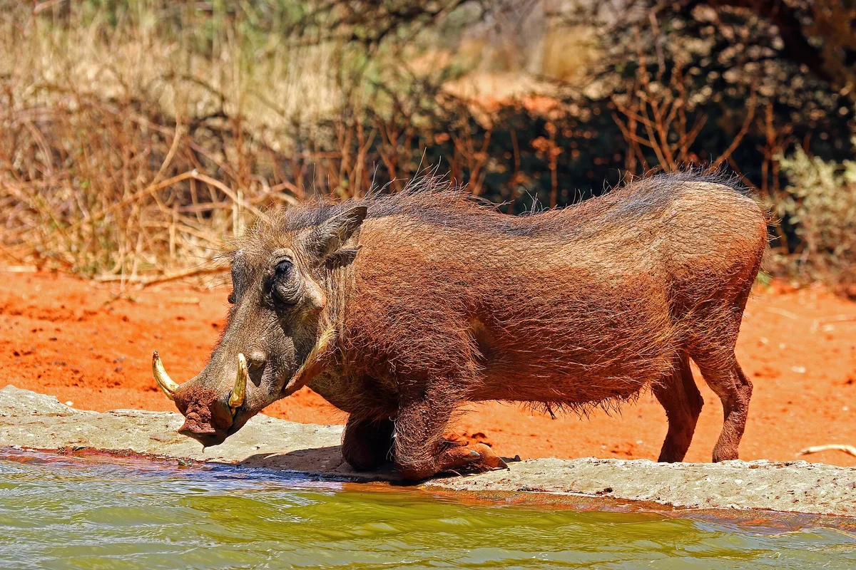 Photograph of Warthog