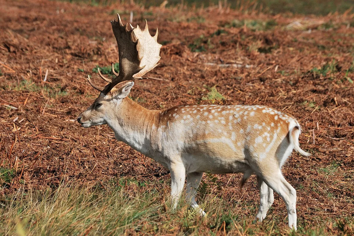 Photograph of Fallow Deer