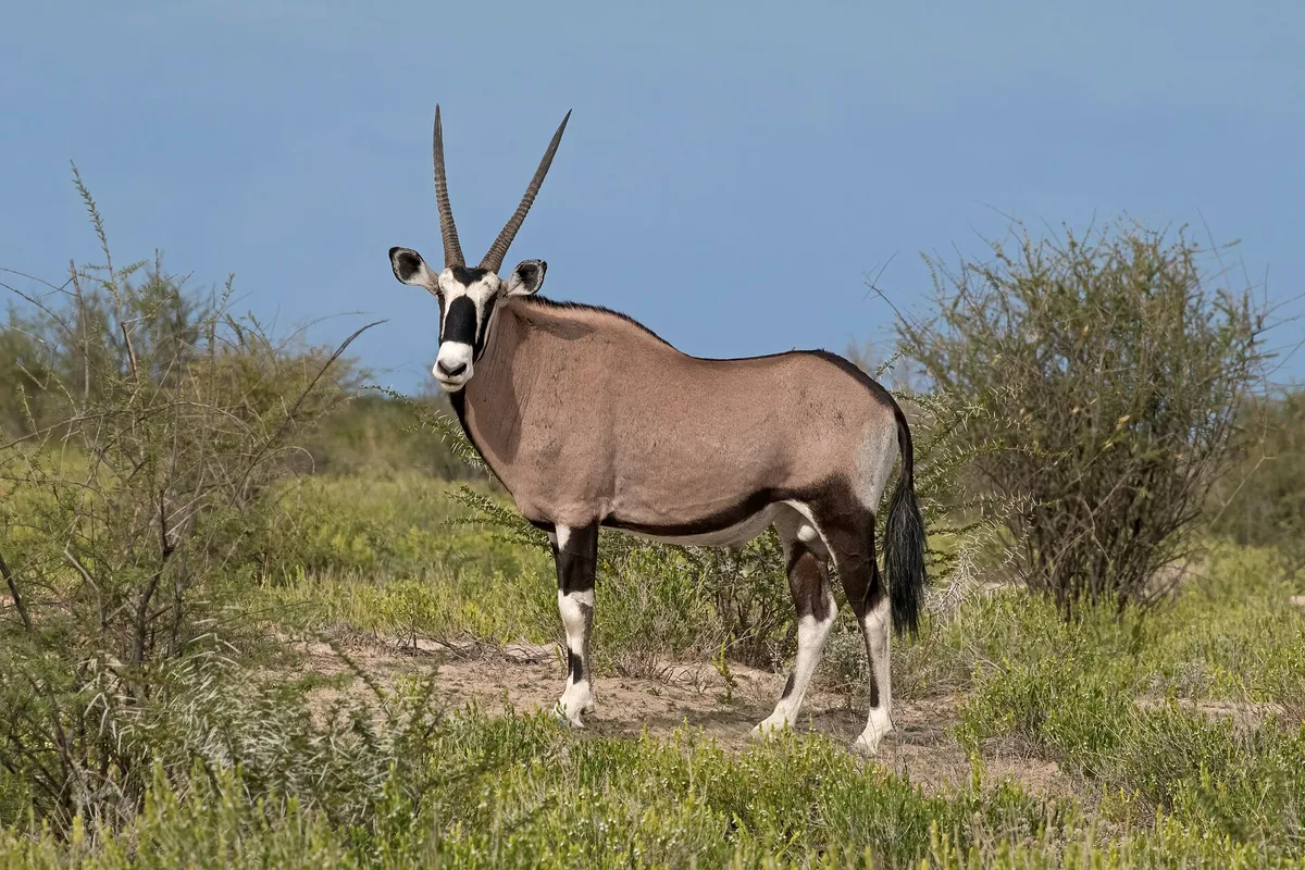 Photograph of Gemsbuck, Common