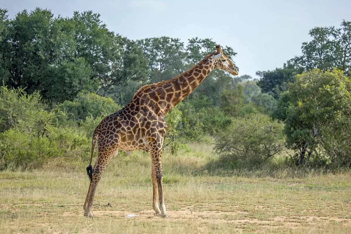 Photograph of Giraffe