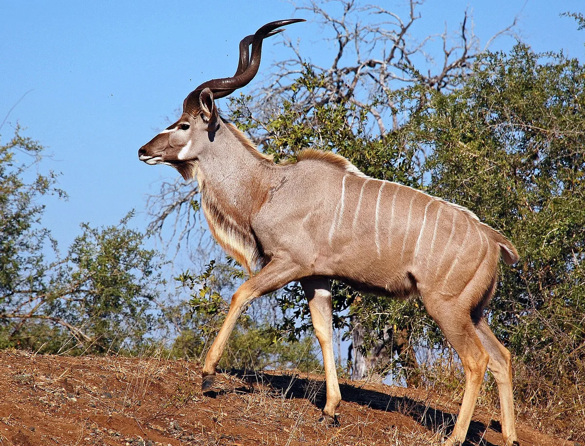 Photograph of Kudu, East Cape