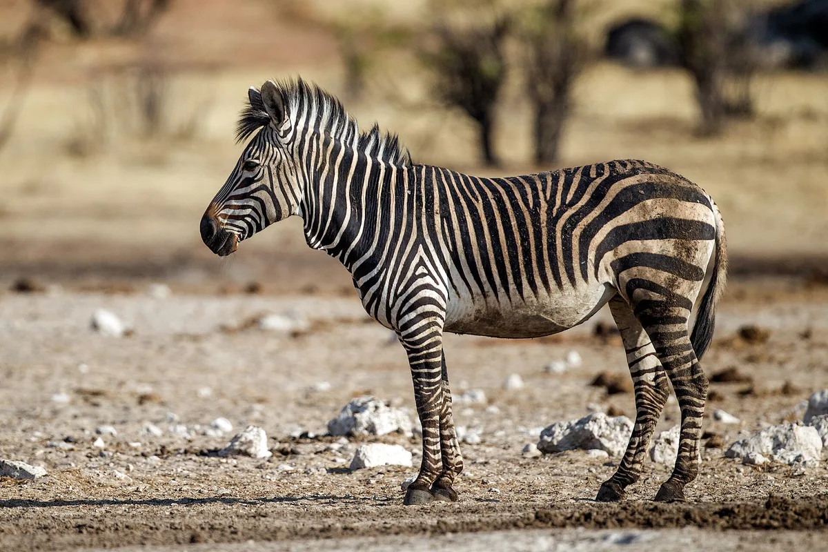 Photograph of Zebra, Hartman’s