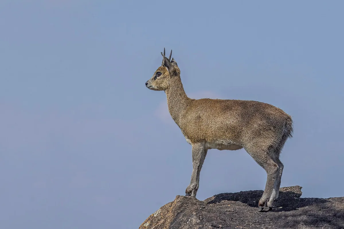 Photograph of Klipspringer