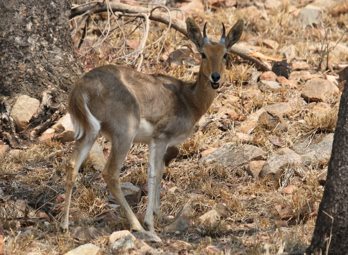 Photograph of Reedbuck, Mountain