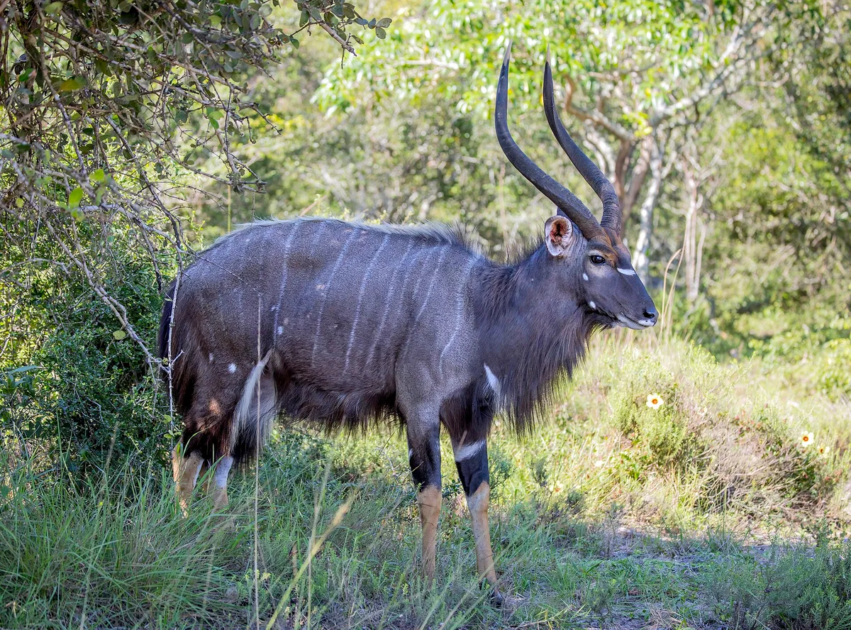 Photograph of Nyala
