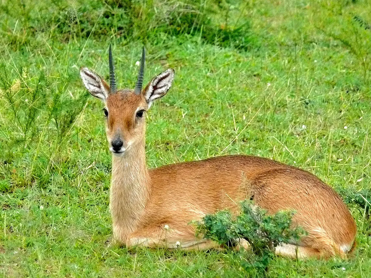 Photograph of Oribi