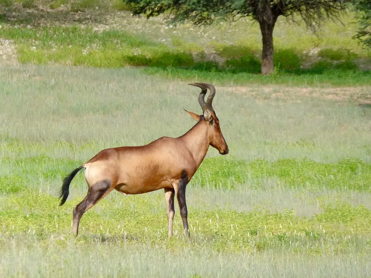 Photograph of Hartbeest, Red