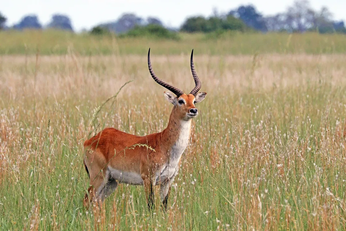 Photograph of Lechwe, Common / Red