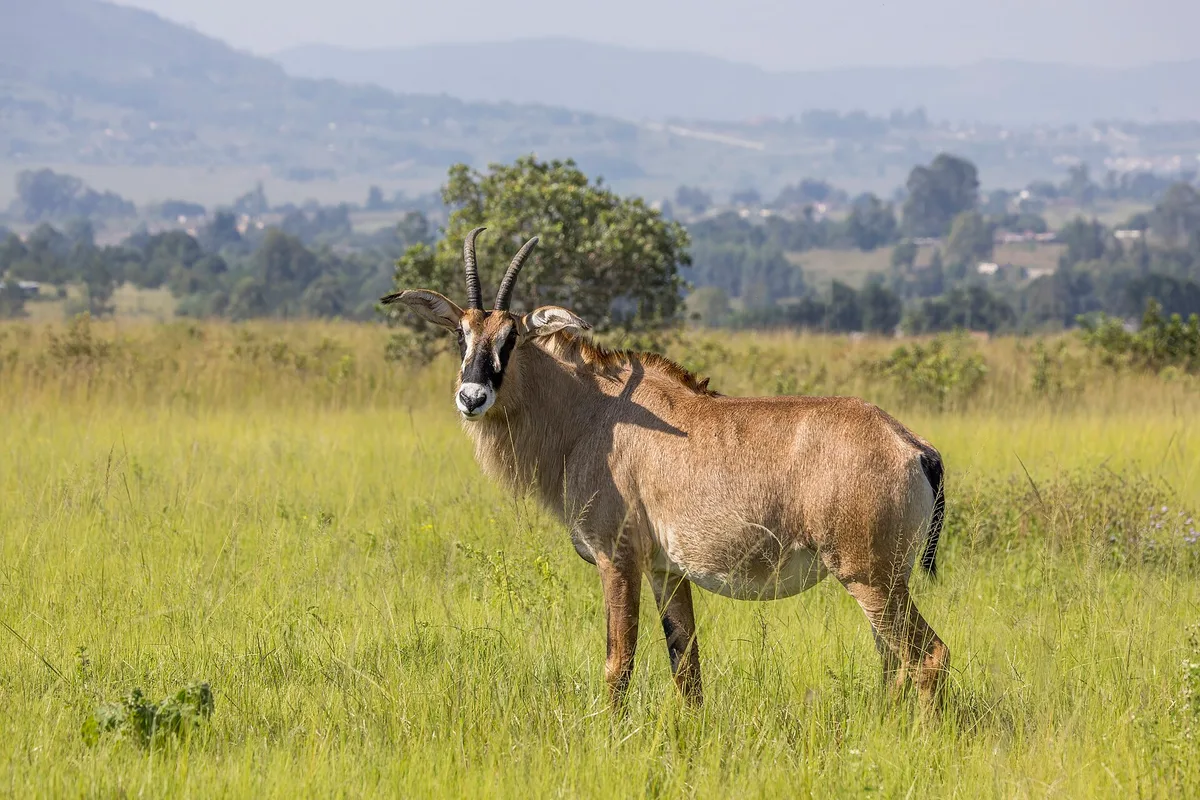 Photograph of Roan Antelope